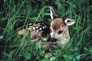 Non toccare o prelevare i cuccioli di capriolo o daino 
