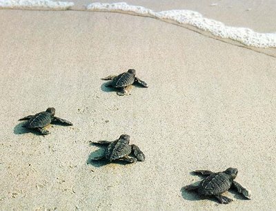 Recuperate e salvate due tartarughe Caretta Caretta 